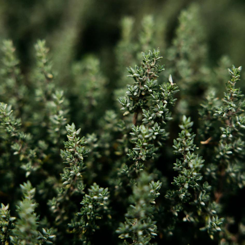 Thyme & Mint Reed Diffuser