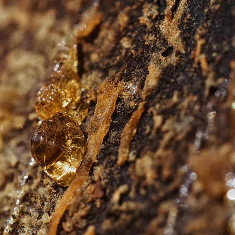 Holy Smoke Enchantment Pot