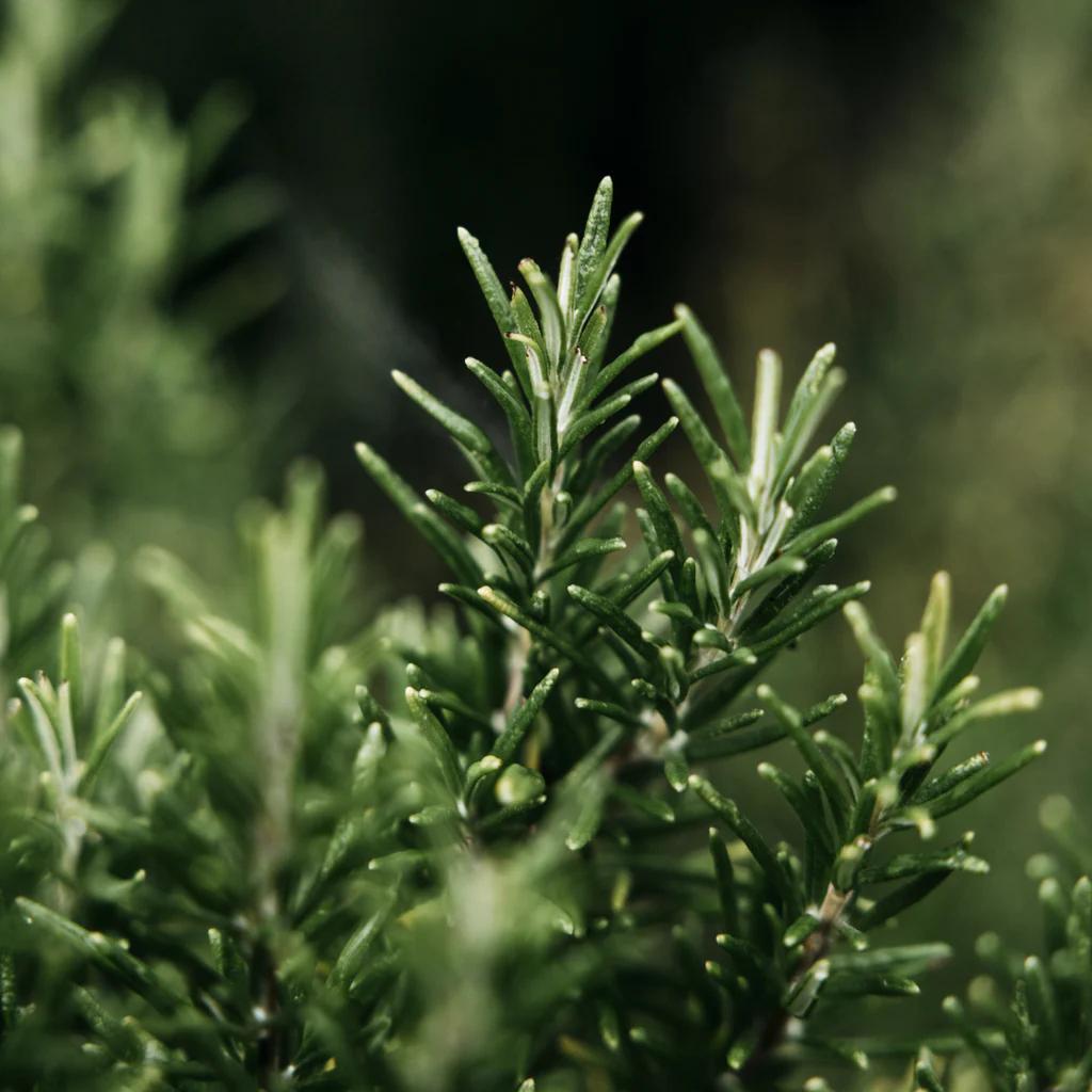 Close-up of green rosemary leaves with a blurred background