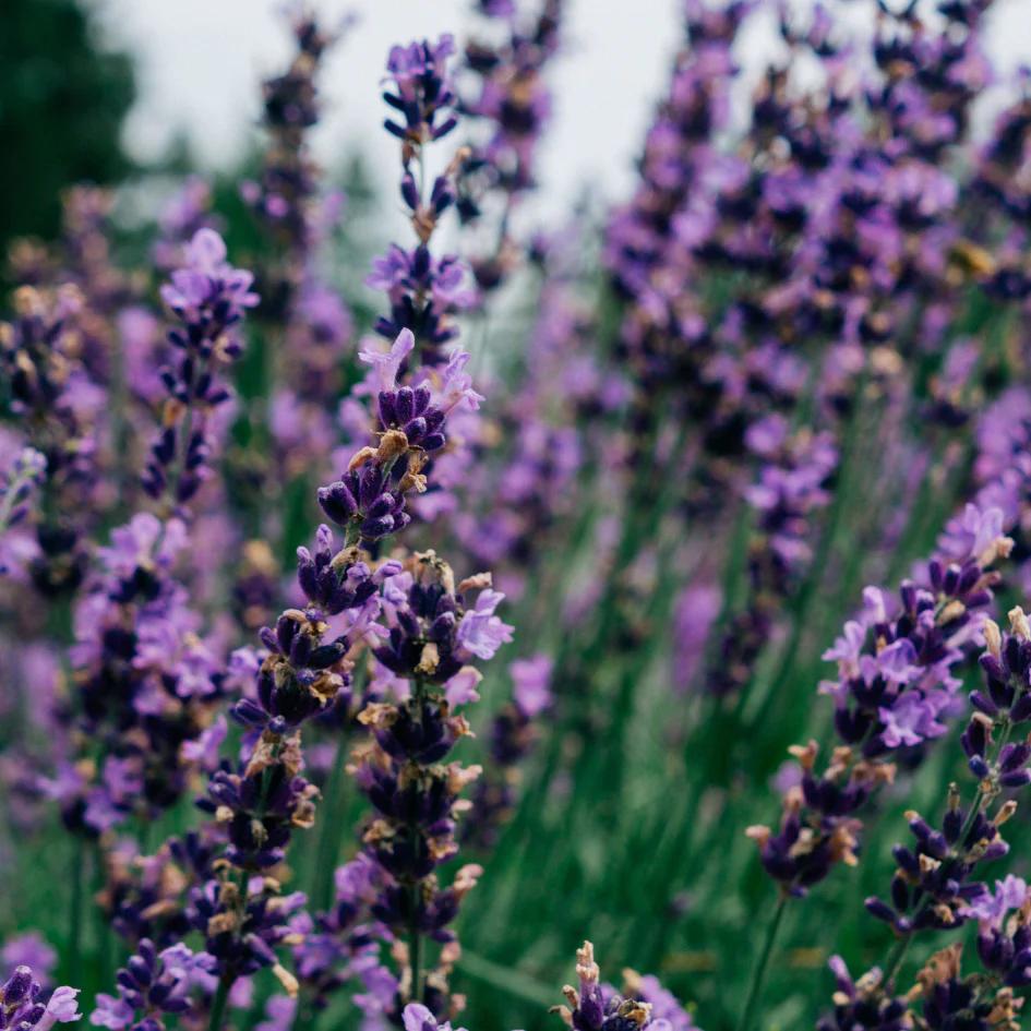 Lavender Scented Multiwick Candle