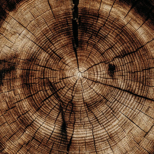 St Eval Sandalwood Fragranced Coloured Pillar