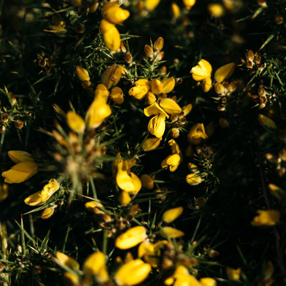 Wild Gorse, Sea & Shore Pot by St Eval - Wild Gorse