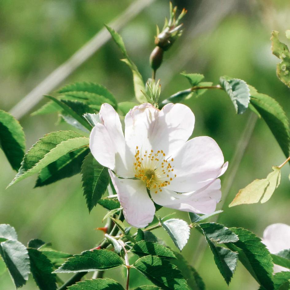 St Eval Vintage Rose Reed Diffuser