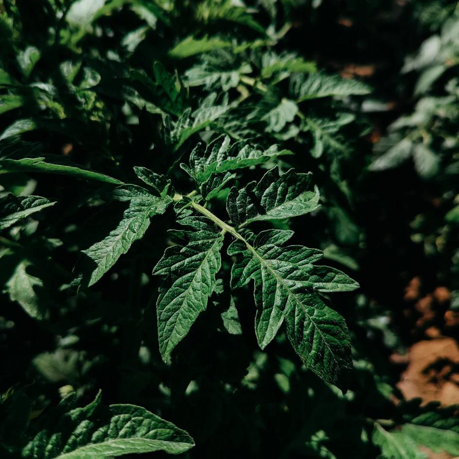 Green Vine Scented Tealight Candles