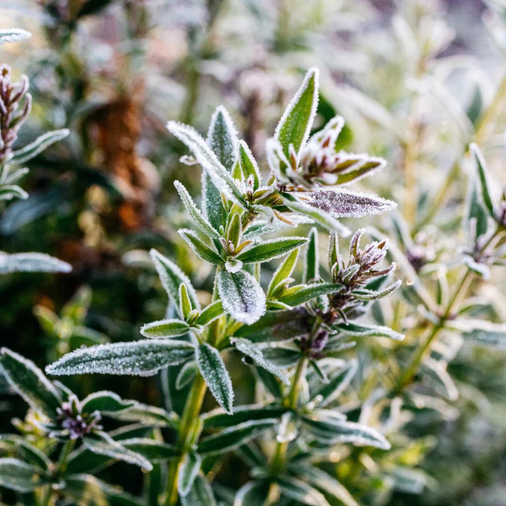 Winter Thyme fragrance by St Eval