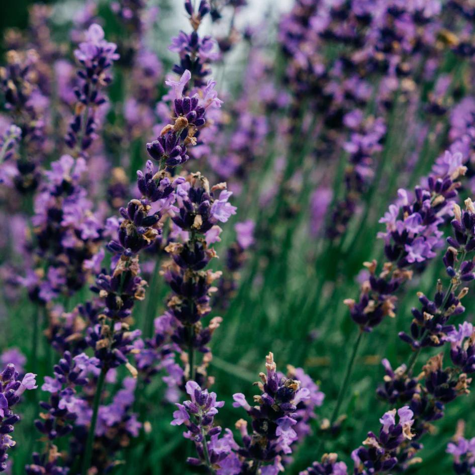 Lavender Fields