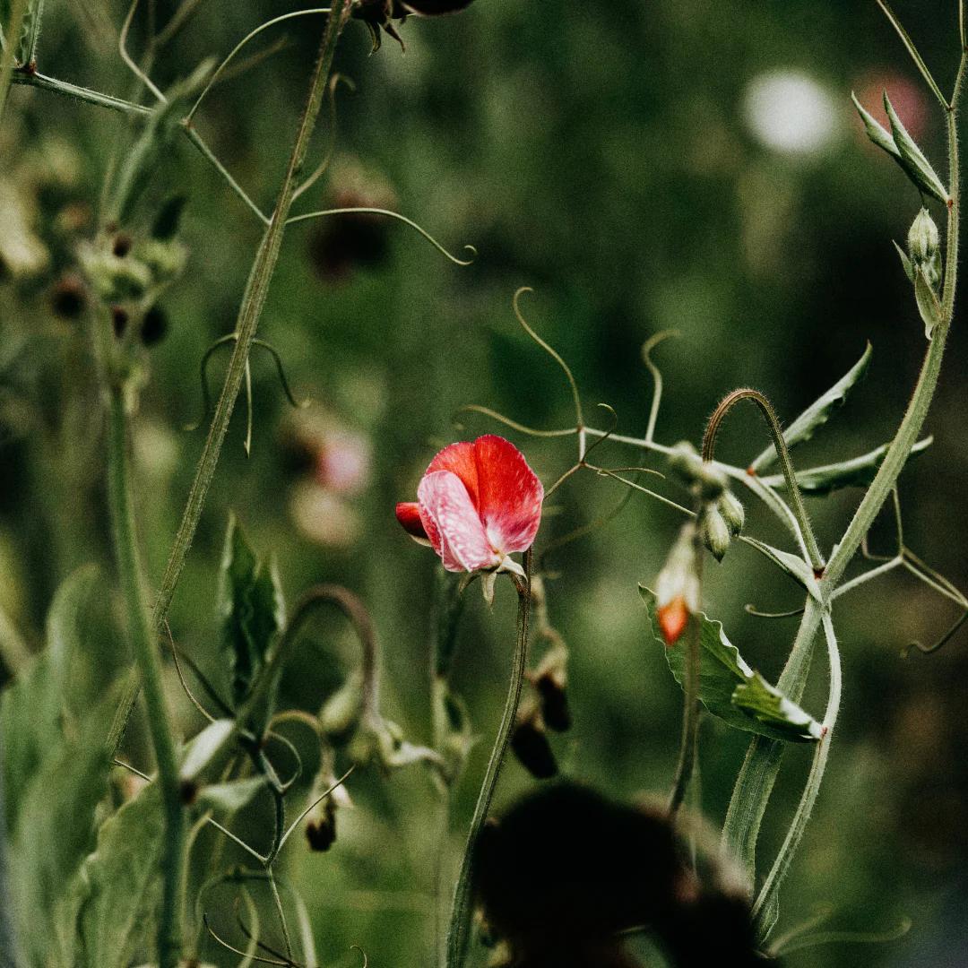 Sweet Pea