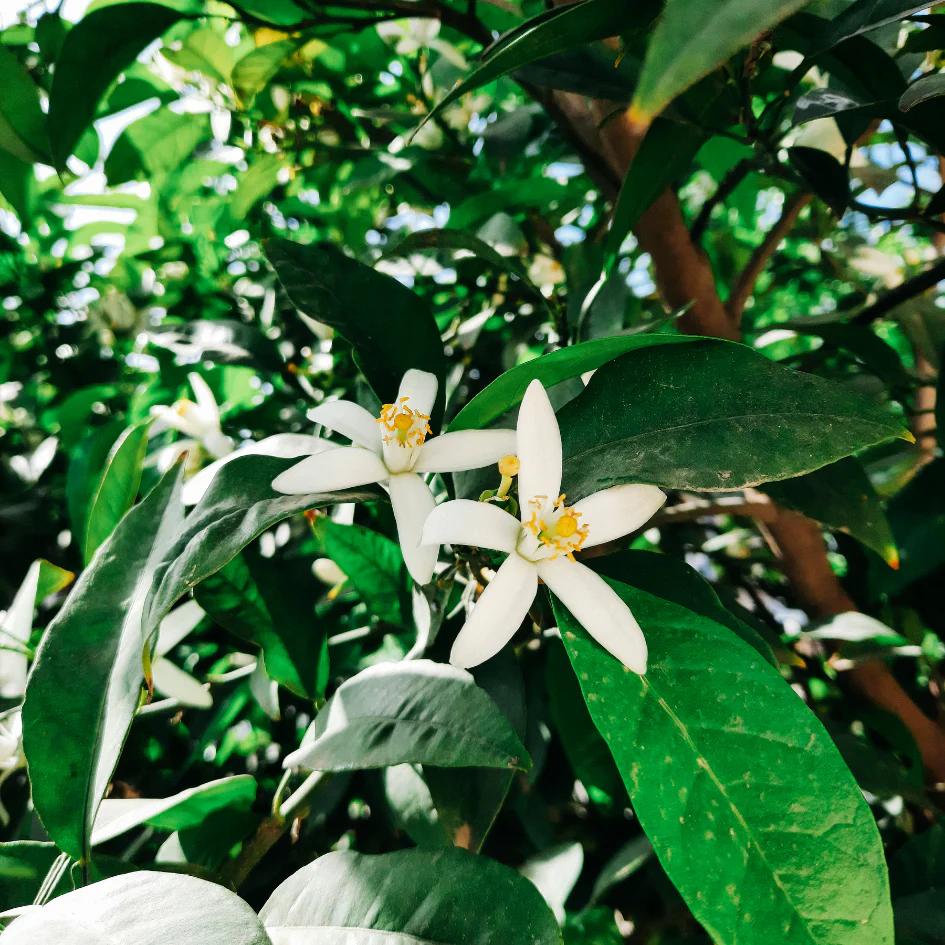 Orange Blossom