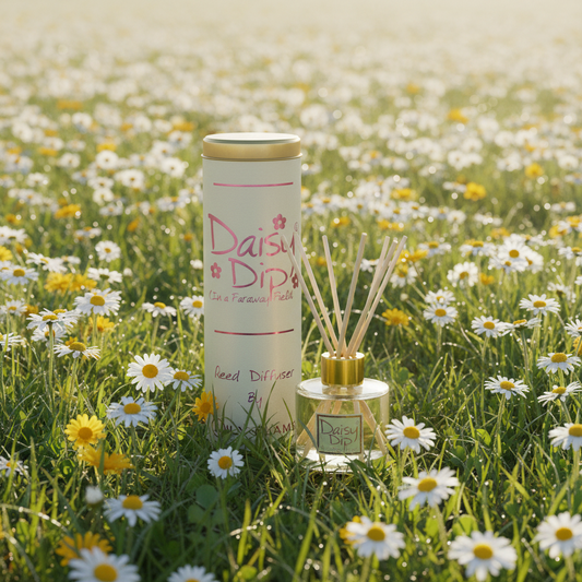 A reed diffuser bottle with wooden reeds stands beside its cylindrical packaging in a sunlit field of white and yellow daisies. The label reads 'Daisy Dip' and 'A Fragrance Story'.