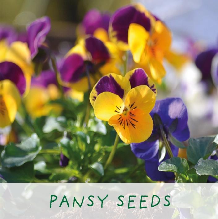 Grow Your Own Plant Gift Kit - Finest Blooms