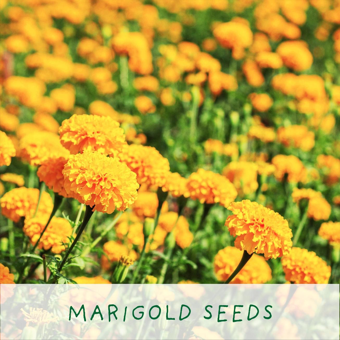 Grow Your Own Plant Gift Kit - Finest Blooms