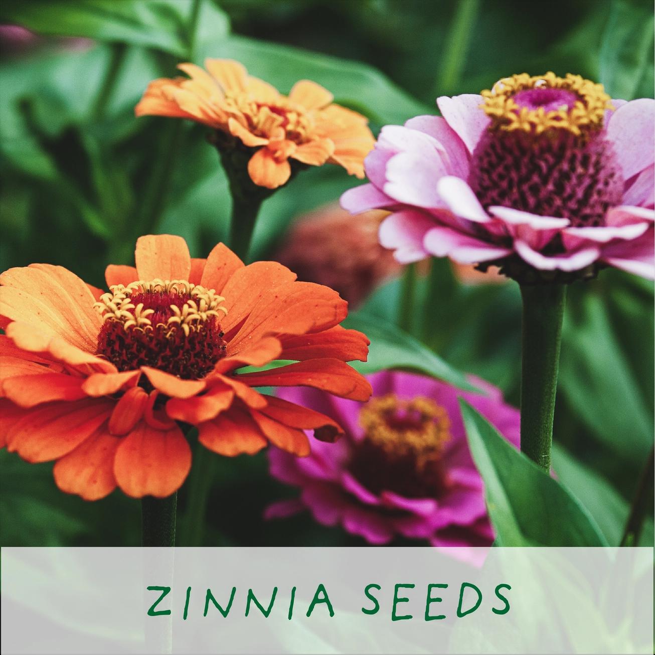 Grow Your Own Plant Gift Kit - Finest Blooms