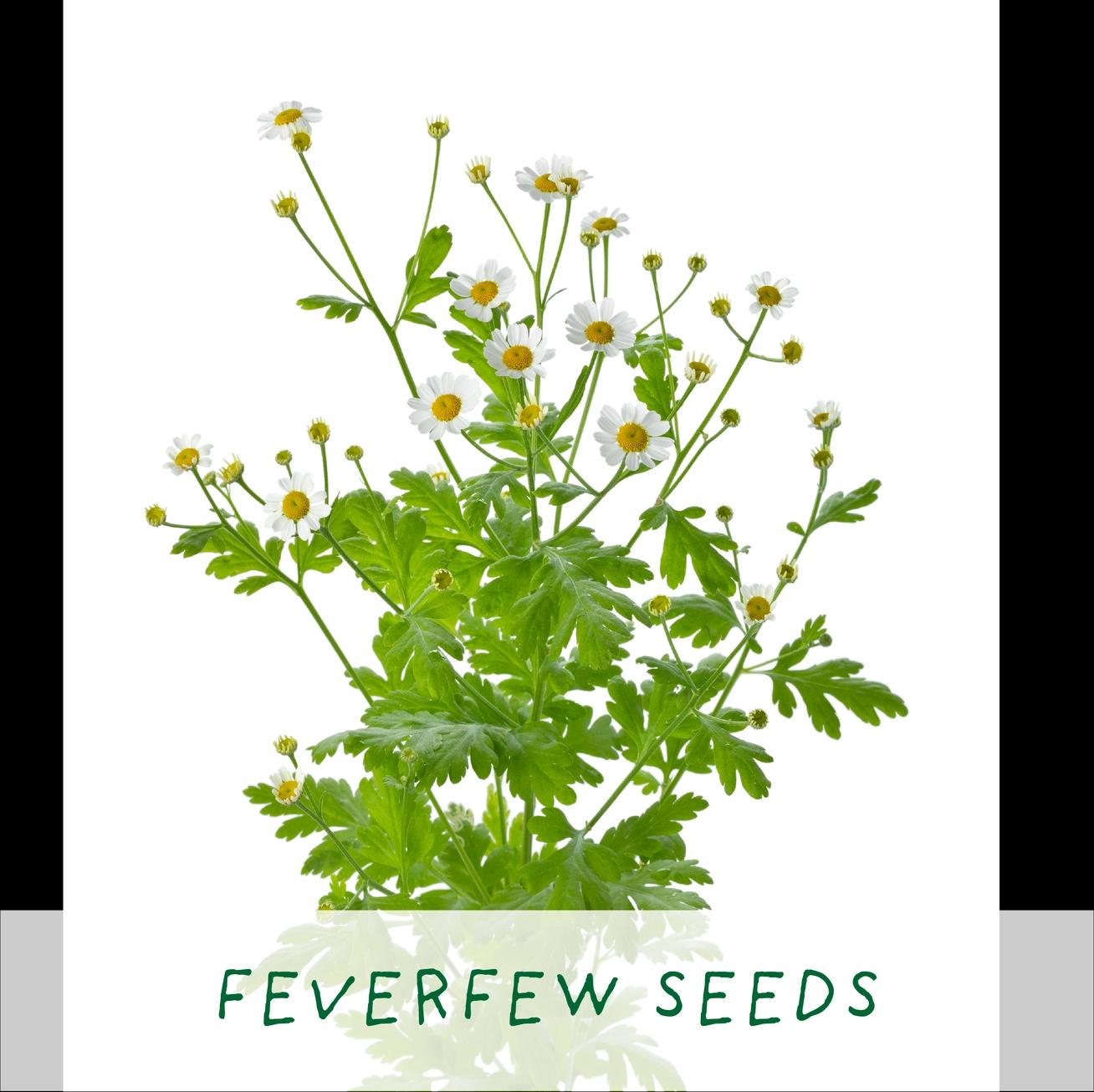 Grow Your Own Plant Gift Kit - Herbal Tea