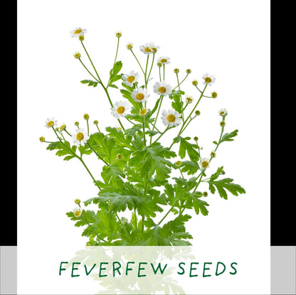 Grow Your Own Plant Gift Kit - Herbal Tea