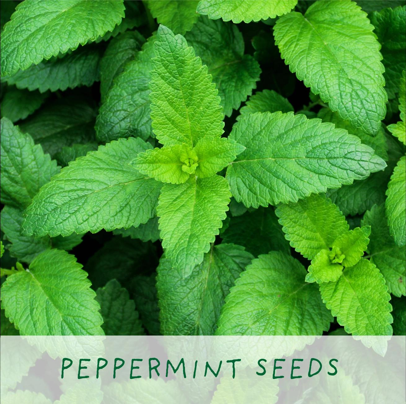 Grow Your Own Plant Gift Kit - Herbal Tea