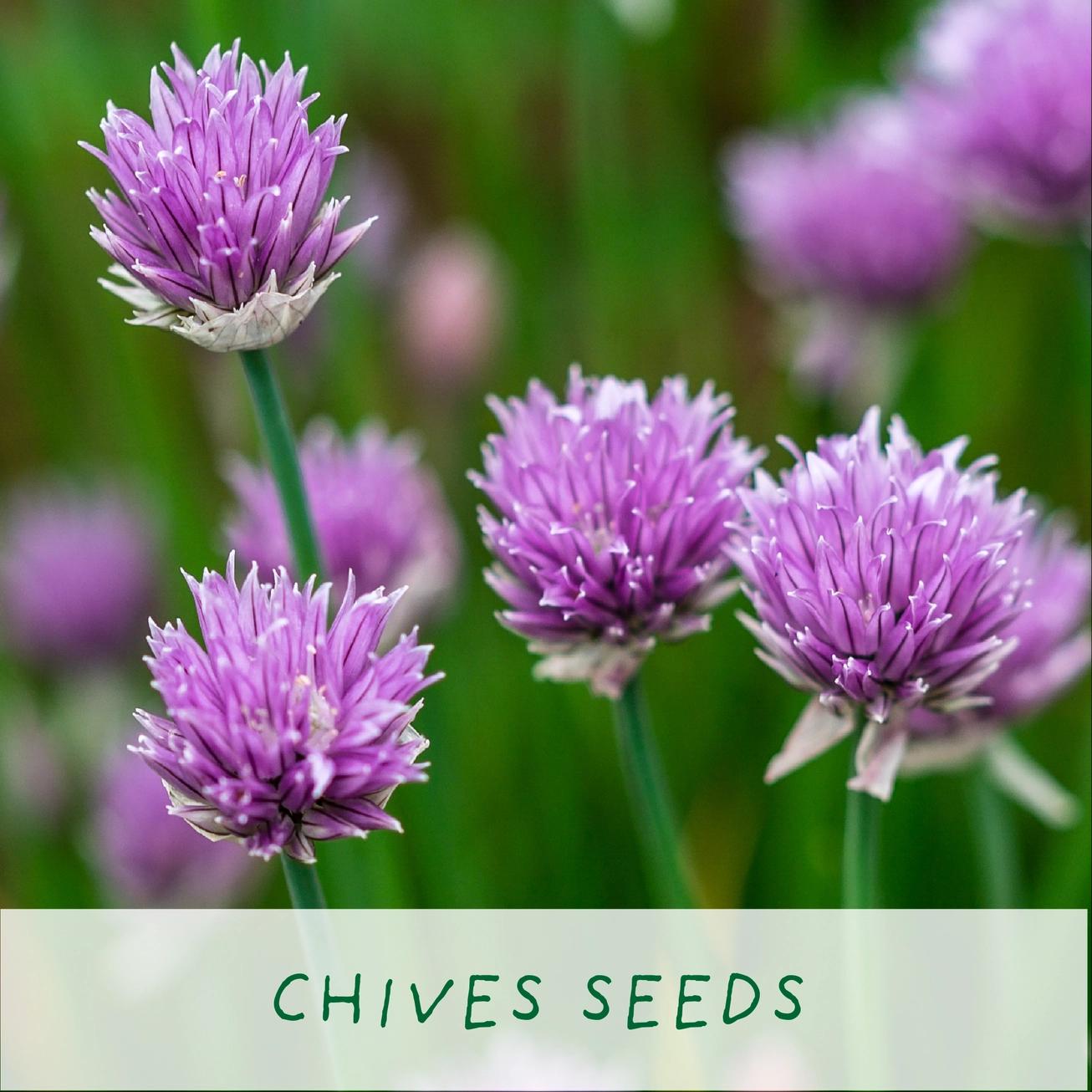 Grow Your Own Plant Gift Kit - Mr Herbyhead