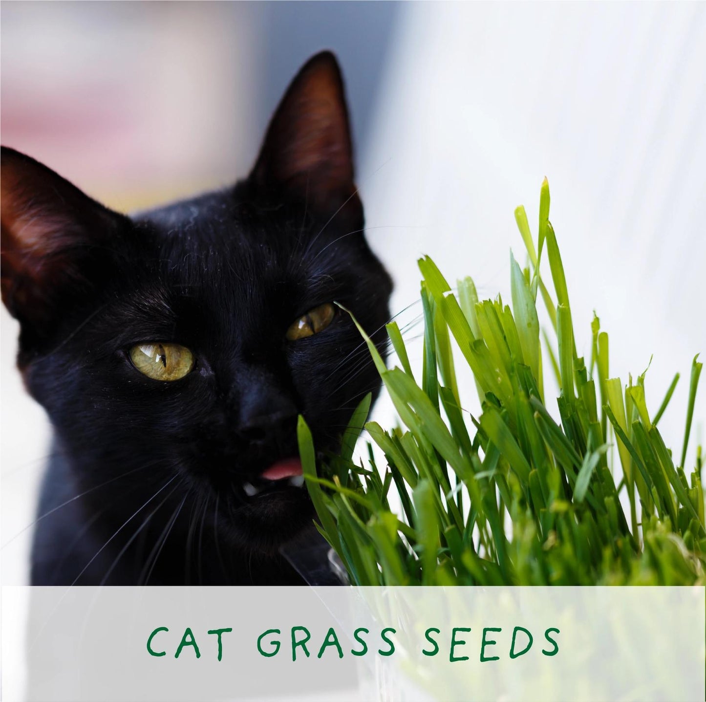 Grow Your Own Plant Gift Kit - Purrfect Treat