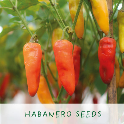 Grow Your Own Plant Gift Kit - Red Hot Chilli