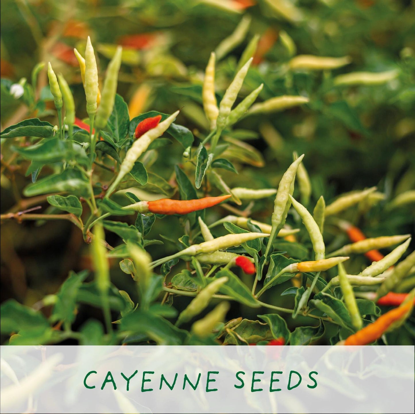 Grow Your Own Plant Gift Kit - Red Hot Chilli