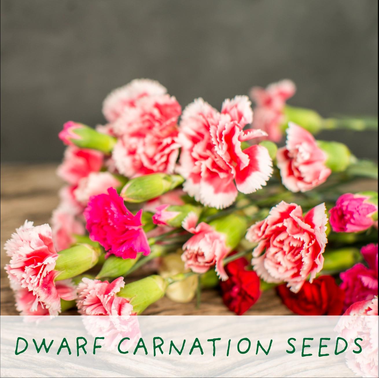 Grow Your Own Plant Gift Kit - Seeds of Love