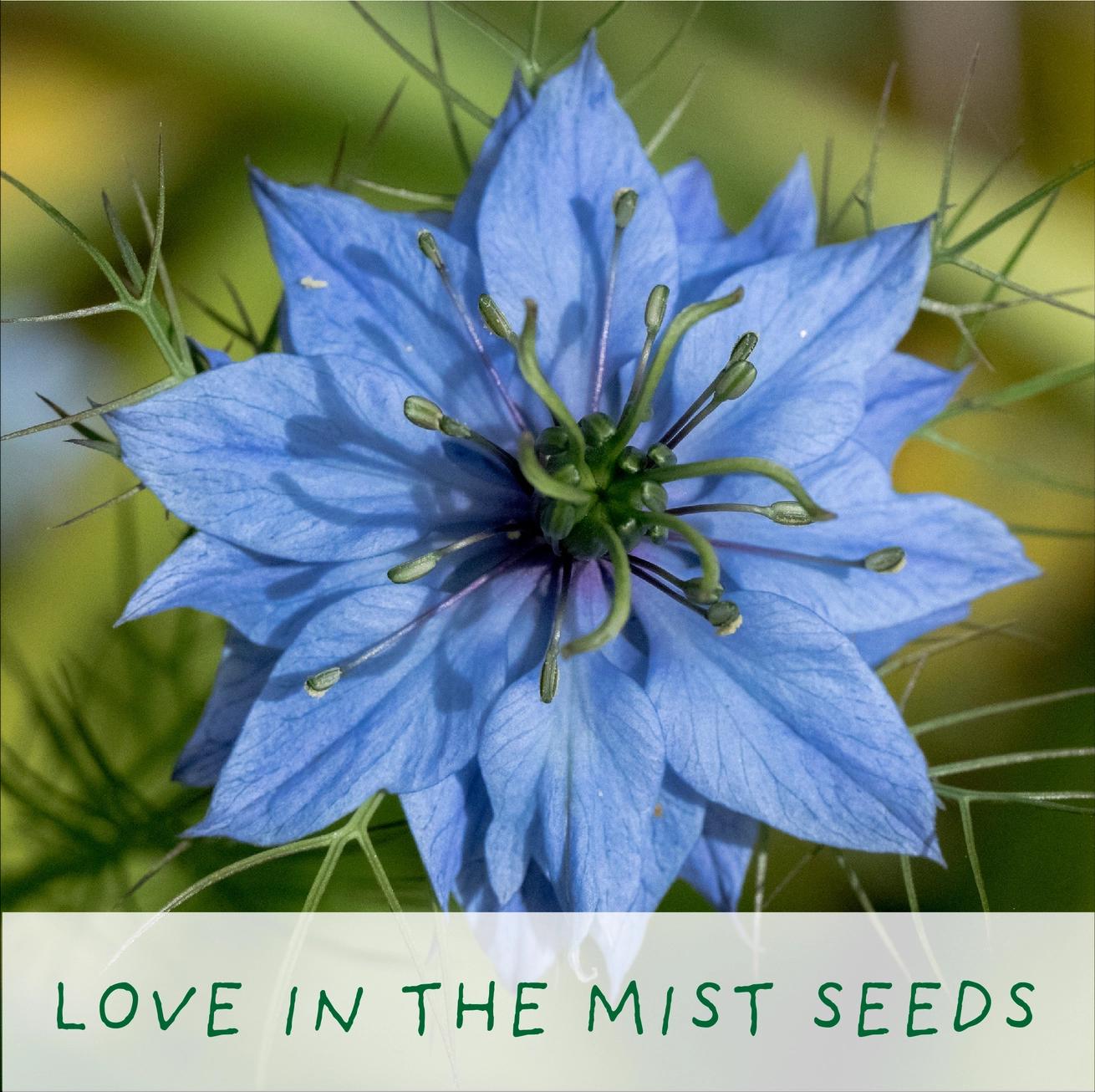 Grow Your Own Plant Gift Kit - Seeds of Love