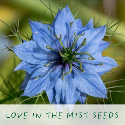 Grow Your Own Plant Gift Kit - Seeds of Love