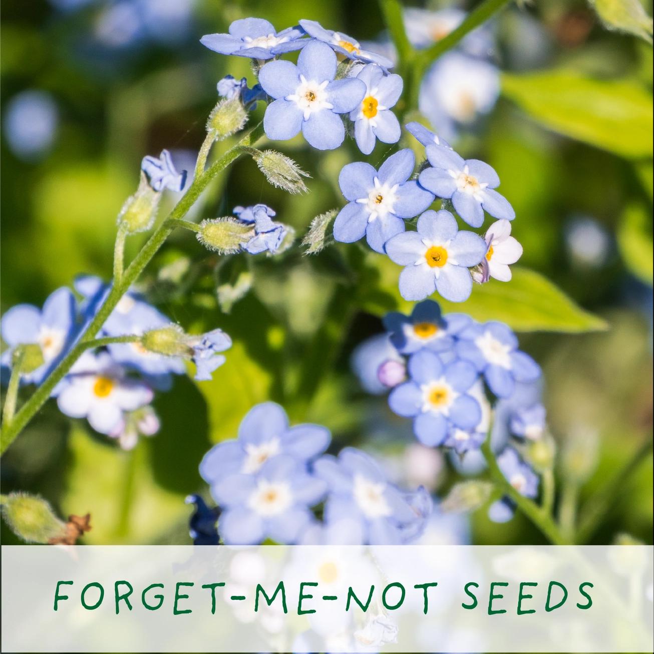 Grow Your Own Plant Gift Kit - Seeds of Love