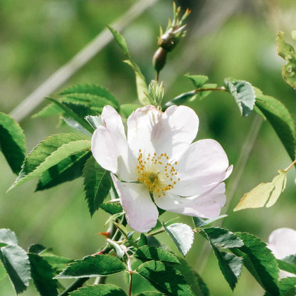 Vintage Rose Amber Glass Candle