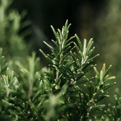 Close-up of green rosemary leaves with a blurred background