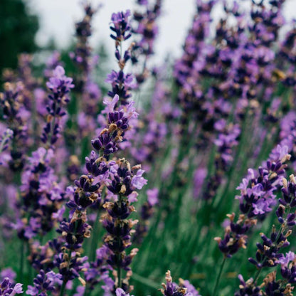 Lavender Scented Multiwick Candle