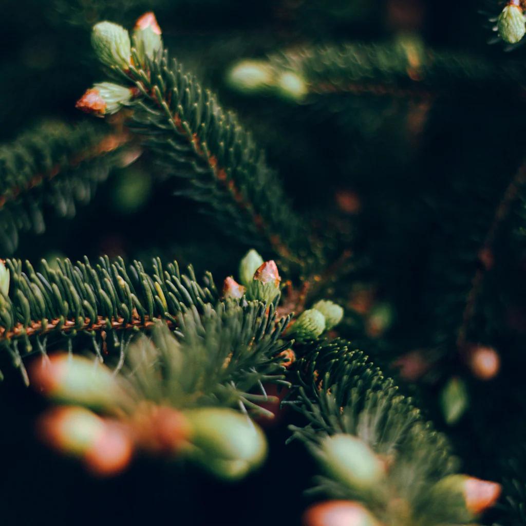 Close-up of pine tree branches with buds on a dark background