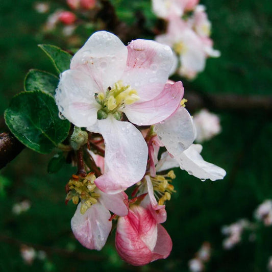 St Eval Walled Garden Scented Tin Candle