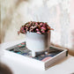 Mojave Glaze Grey Planter decor from Home and Bay
